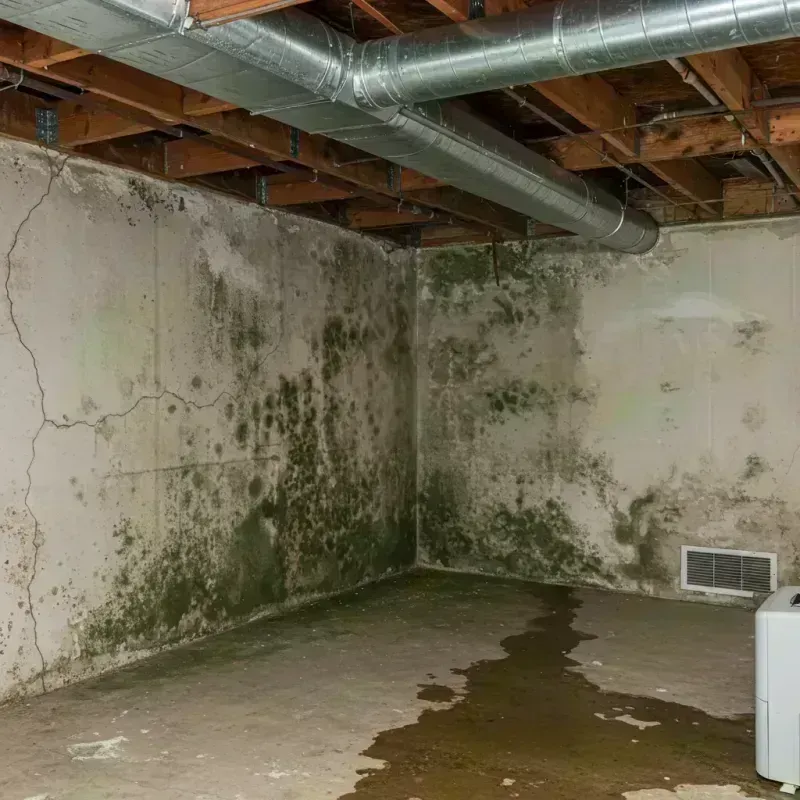 Professional Mold Removal in Albany Park, IL